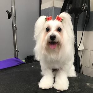 Meet your Posher, Sharon